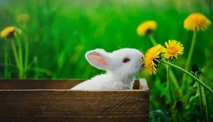 杨瀚森将迎国家队首秀！乔帅：他是球队的未来支柱